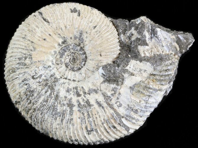Wide Kosmoceras Ammonite - England #42649